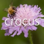 crocus